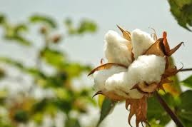 Cotton pima peruvian